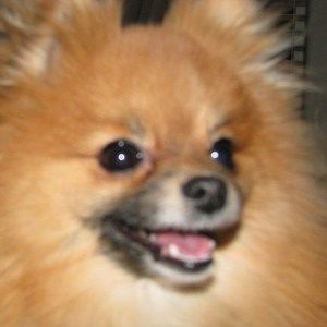 Meet your Posher, Sherry